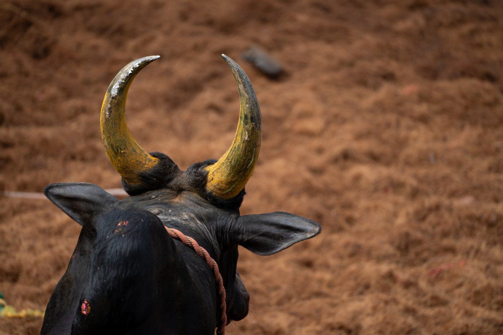 Jallikattu — Photo 5 of 15
