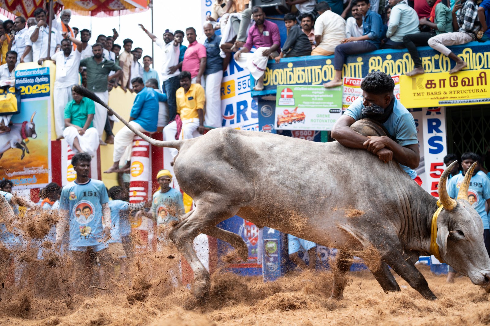 Jallikattu — Photo 6 of 15