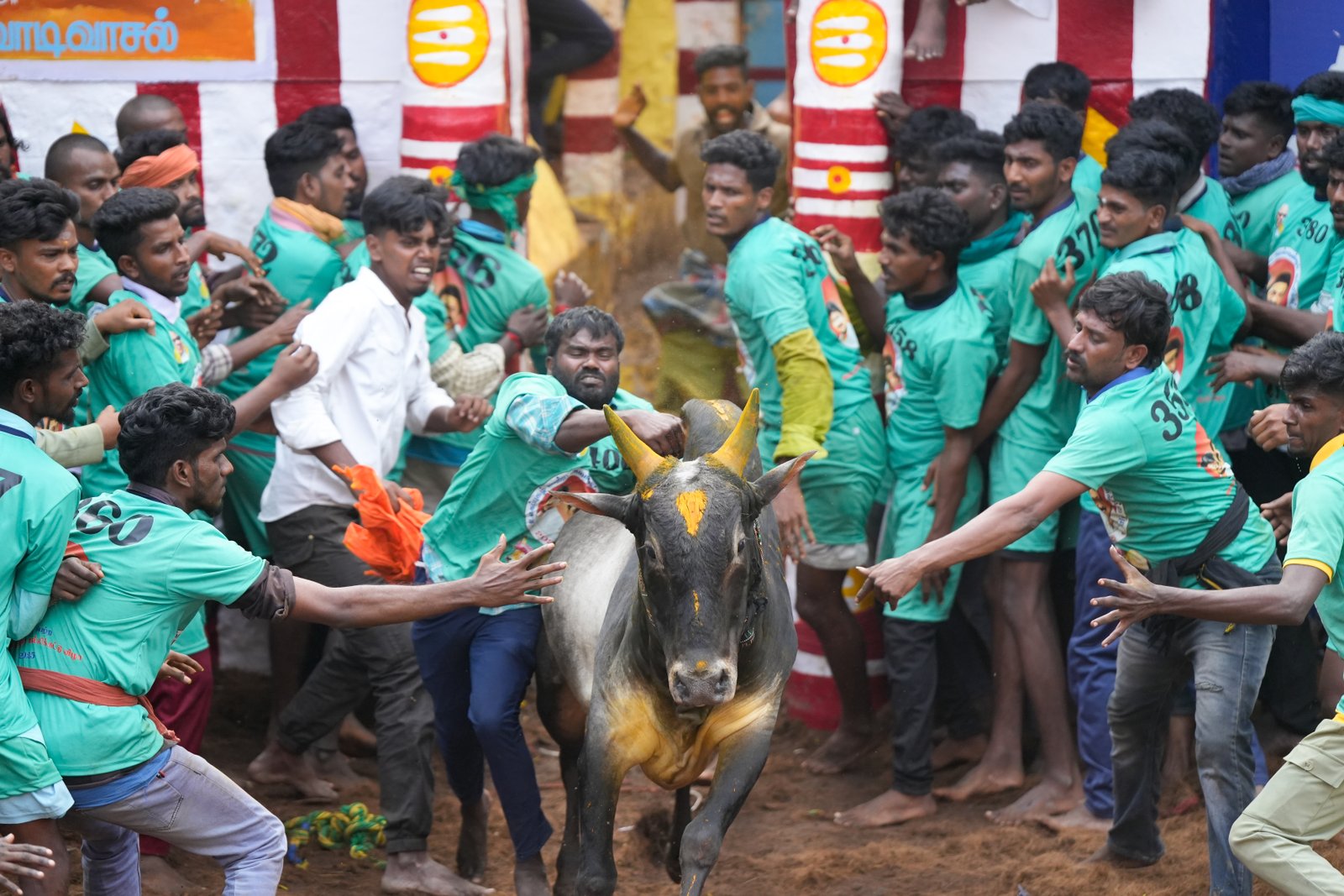 Jallikattu — Photo 14 of 15