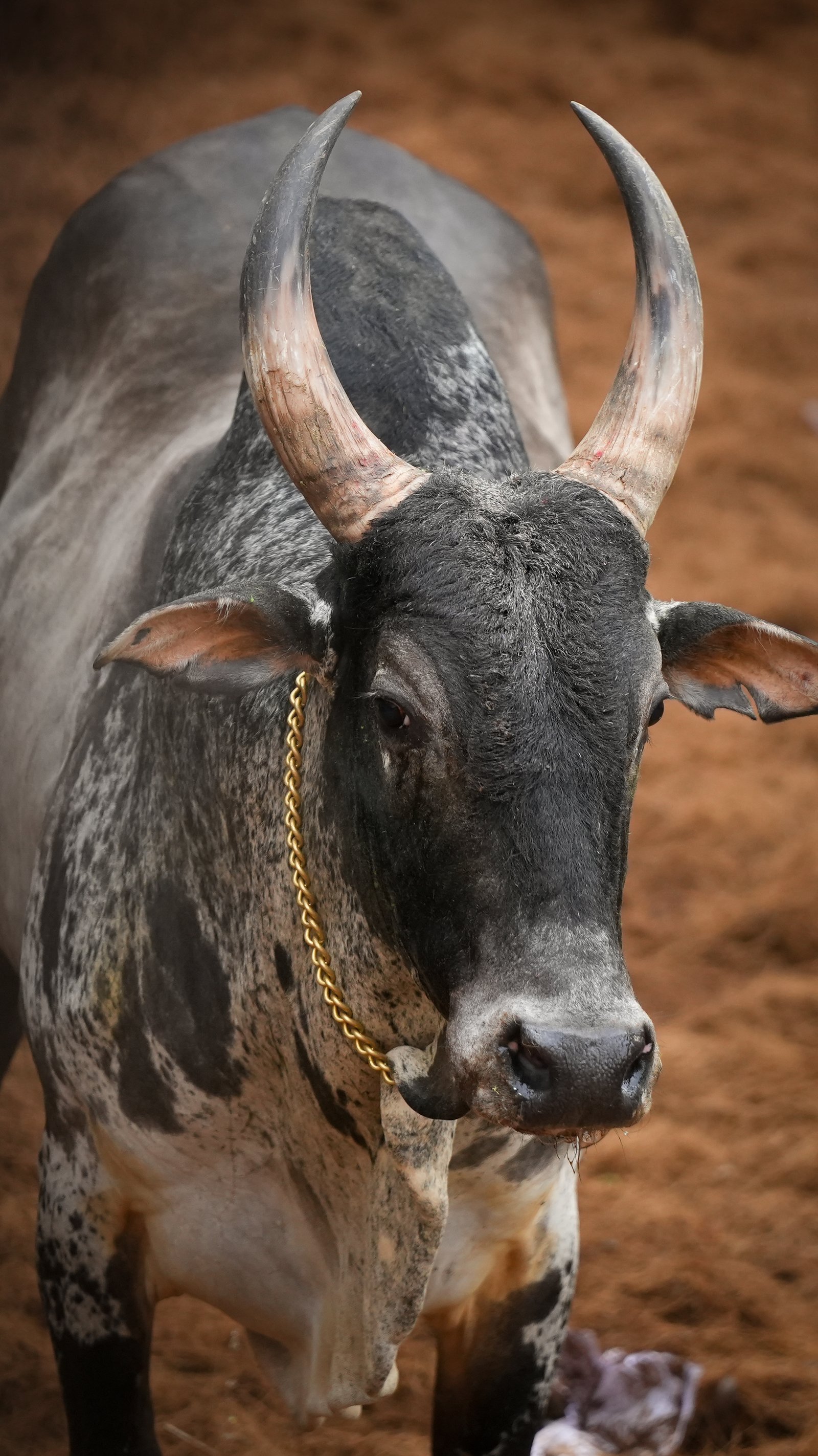 Jallikattu — Photo 15 of 15