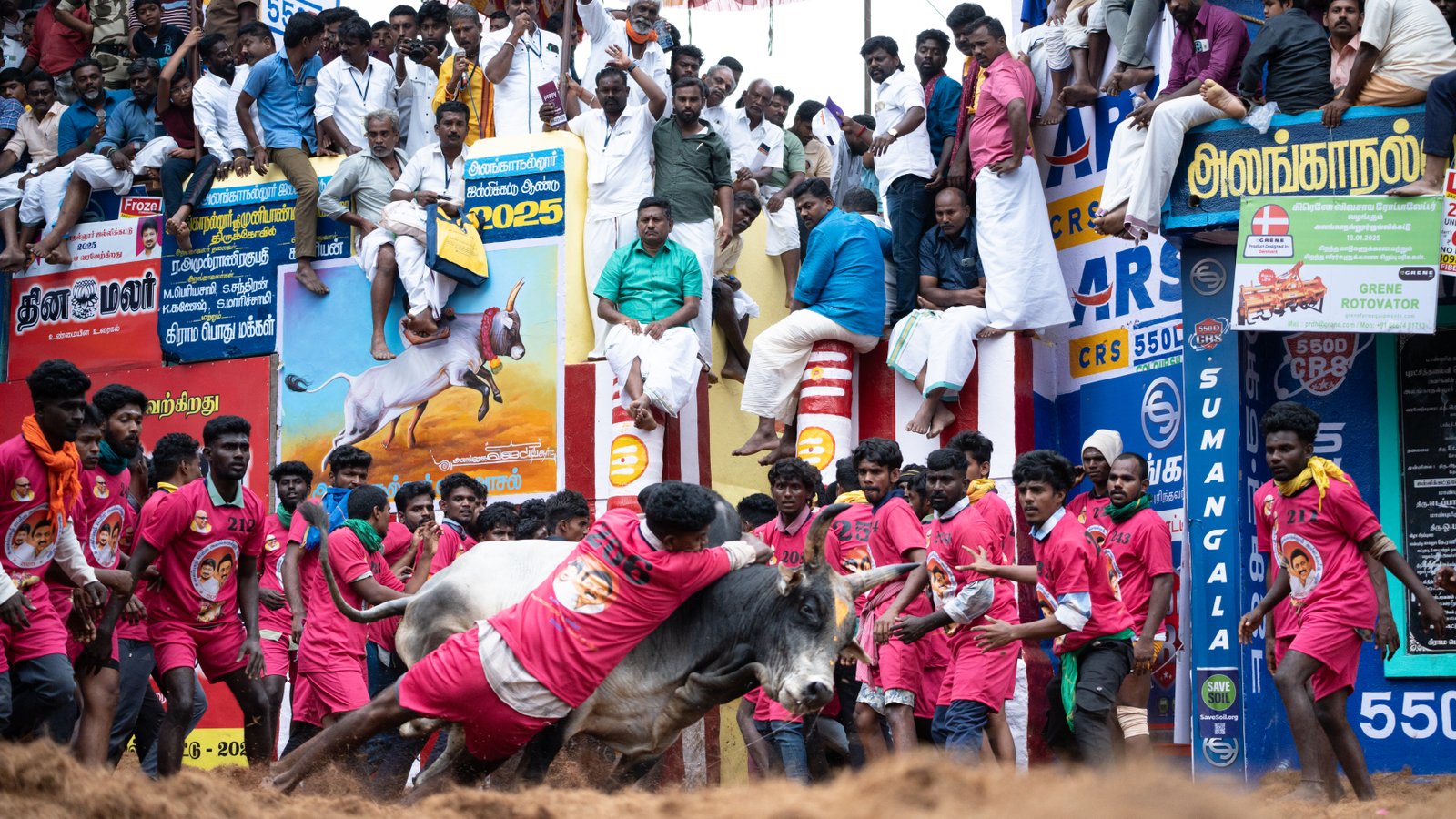 Jallikattu